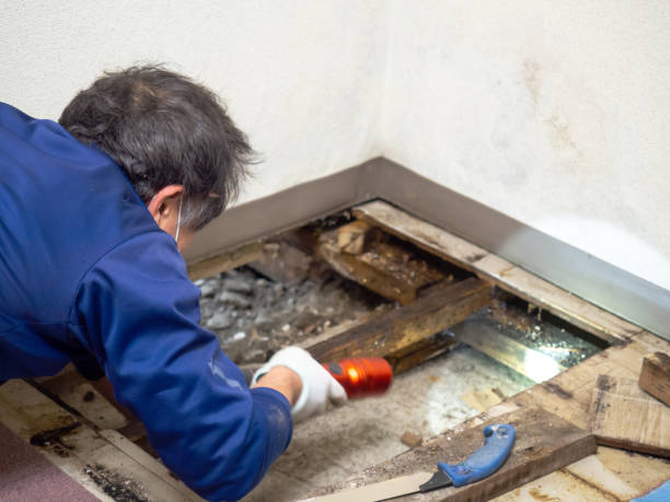 Best Toxic Mold Removal  in Hopkins, MN