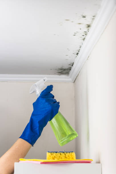 Attic Mold Removal in Hopkins, MN